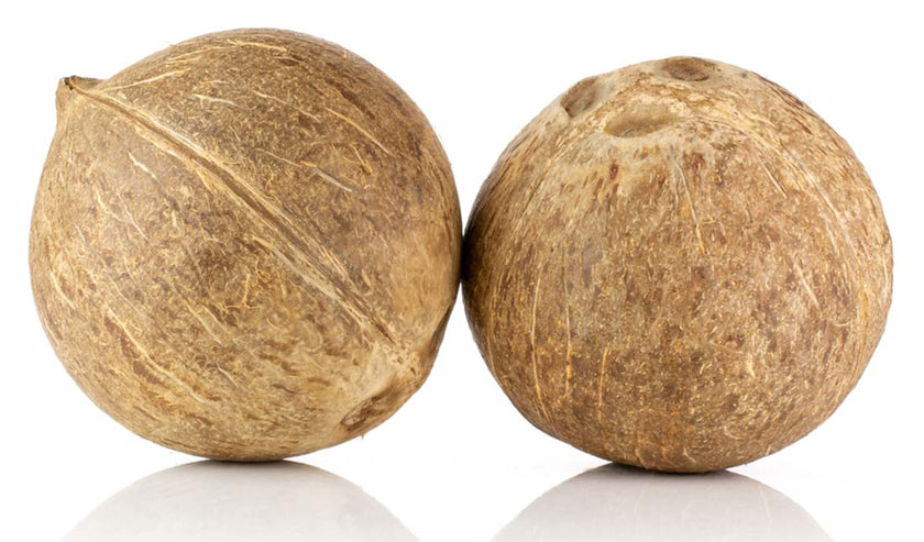 pair of coconuts isolated pair of coconuts isolated